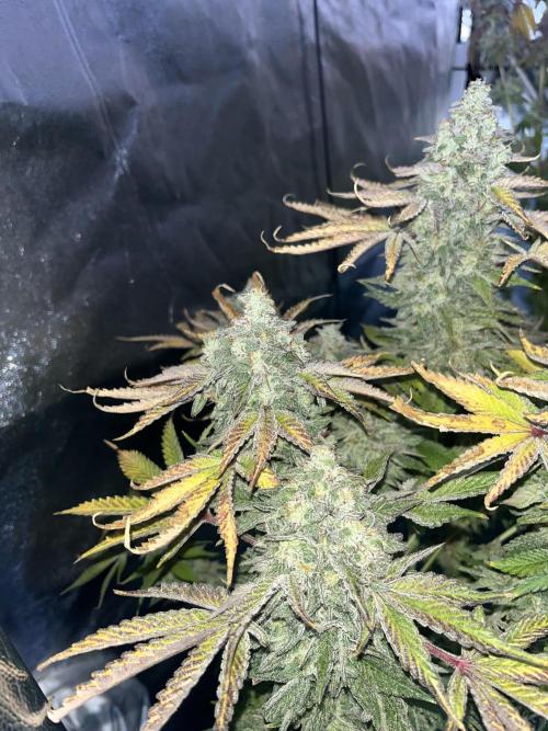 Compound puffinz. Week 9
