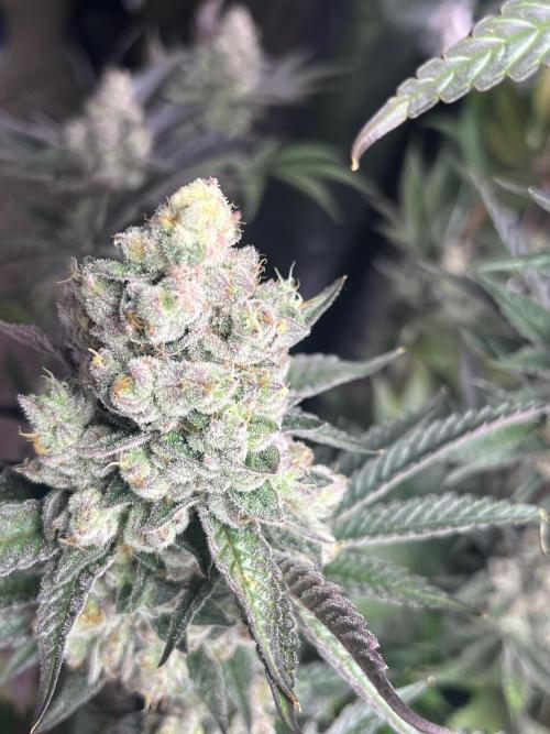 Herm pack from Exotic Genetix. Week 9