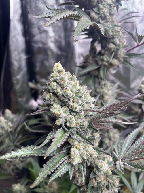 Herm pack from Exotic Genetix. Week 9