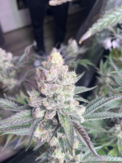 Herm pack from Exotic Genetix. Week 9