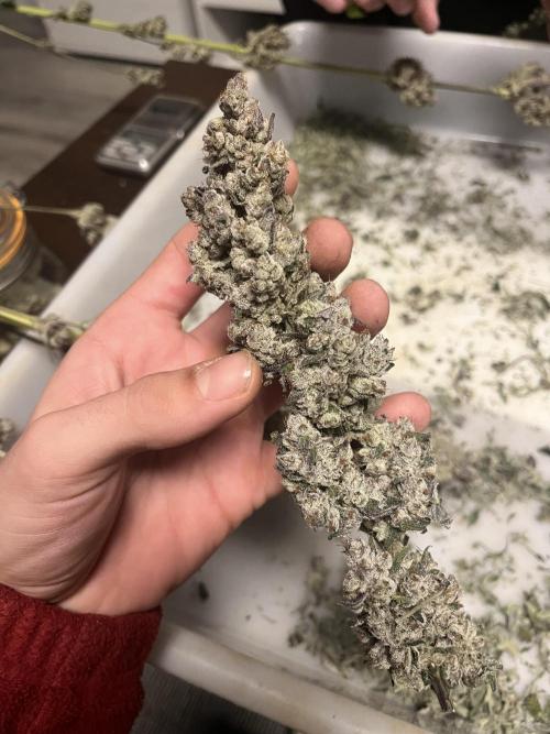 Herm pack from Exotic Genetix. Week 9