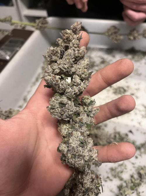 Herm pack from Exotic Genetix. Week 9