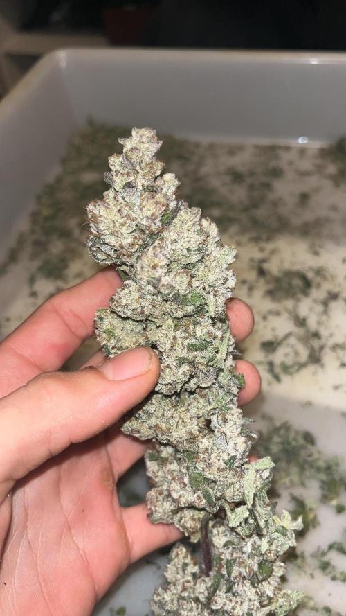 Herm pack from Exotic Genetix. Week 9