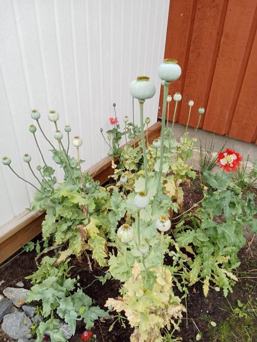 Herb&veggie garden.. Week 2