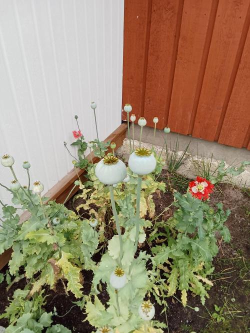 Herb&veggie garden.. Week 2