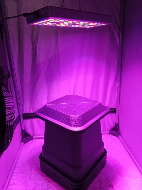 Mexican Sativa. Week 0