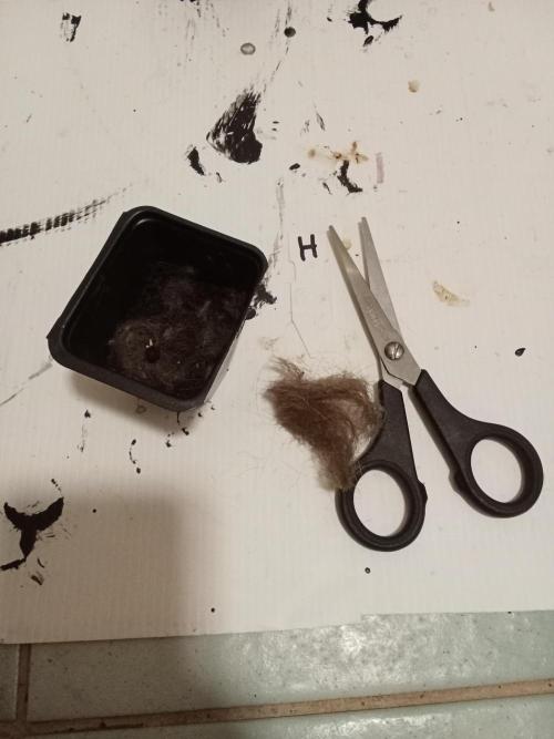 Mexican Sativa. Week 0 - Mixing hair into 2 pots to see if it makes any differemce.
