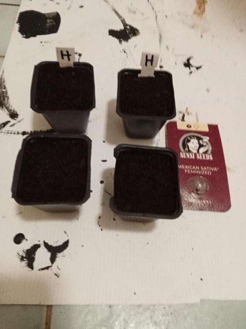 Mexican Sativa. Week 0