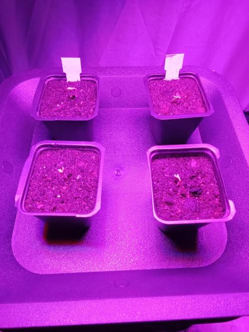 Mammoth Lite 60. Week 0
