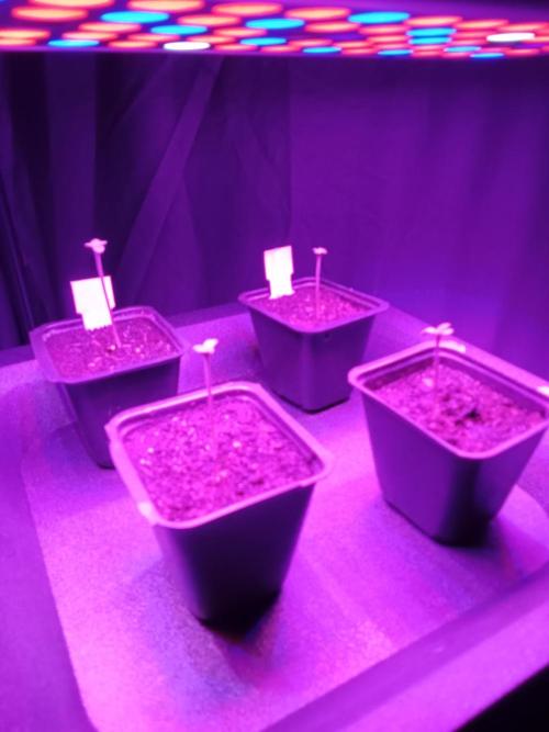 Mexican Sativa. Week 1 - Day 2 Stems stretching, set lamp distance into 6cm.