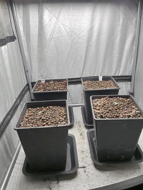 Mexican Sativa. Week 1 - Day 3