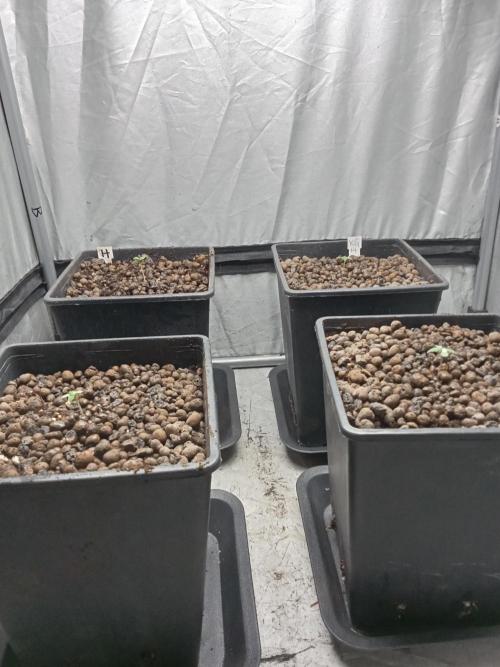Mexican Sativa. Week 1
