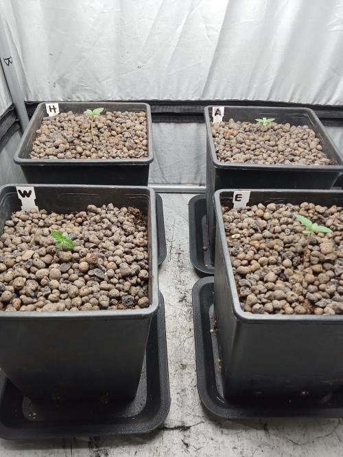 Mexican Sativa. Week 1 - Day 5
