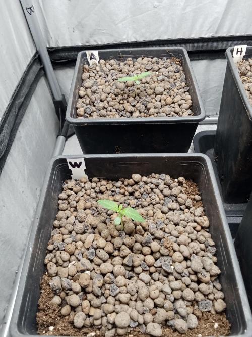 Mammoth Lite 60. Week 2
