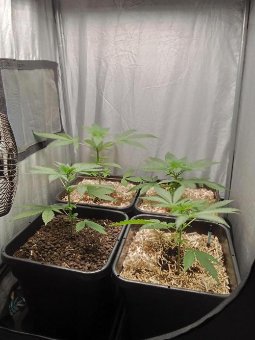 Mexican Sativa - Homebrew living soil. Week 5