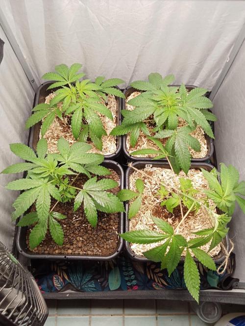 Mexican Sativa - Homebrew living soil. Week 5