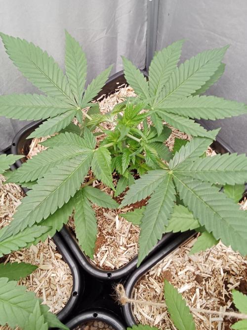 Mexican Sativa - Homebrew living soil. Week 5