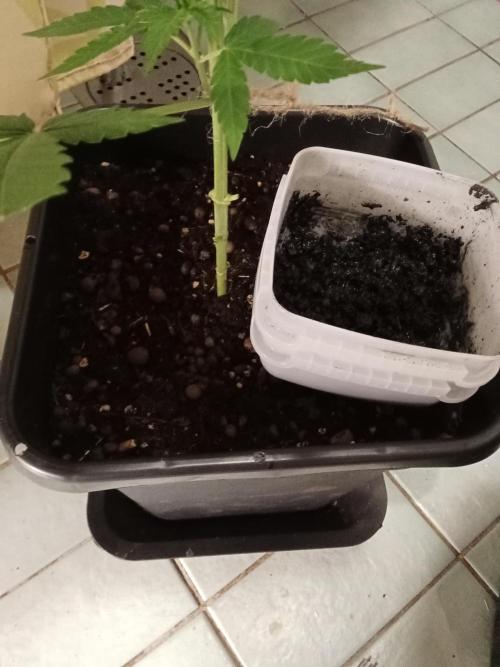 Mexican Sativa - Homebrew living soil. Week 6