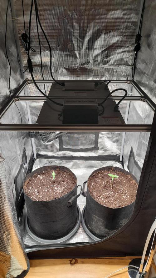 Lemon Cherry Cookies - FB420 - 2026. Week 1