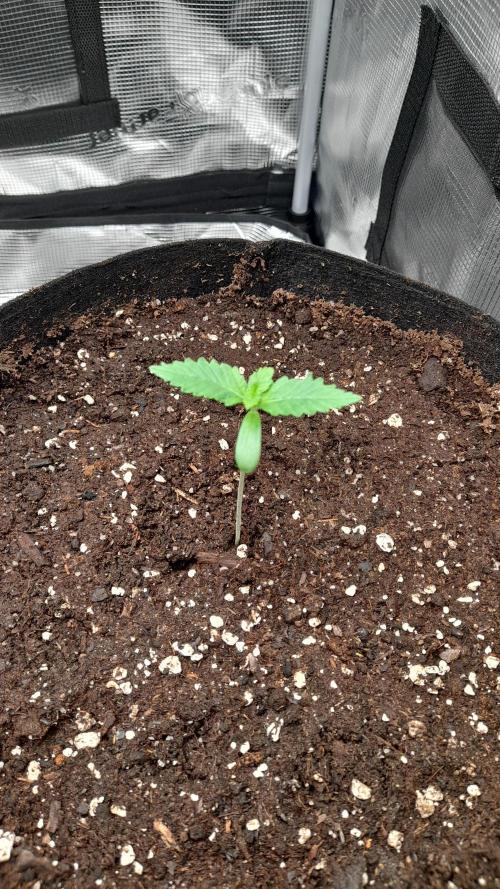 Lemon Cherry Cookies - FB420 - 2026. Week 1 - Papaya Cookies