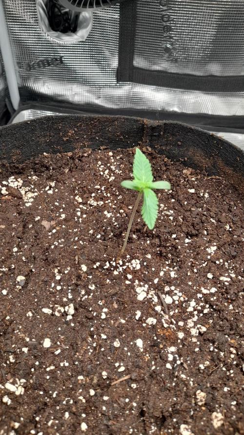 Lemon Cherry Cookies - FB420 - 2026. Week 1 - Lemon Cherry Cookies
