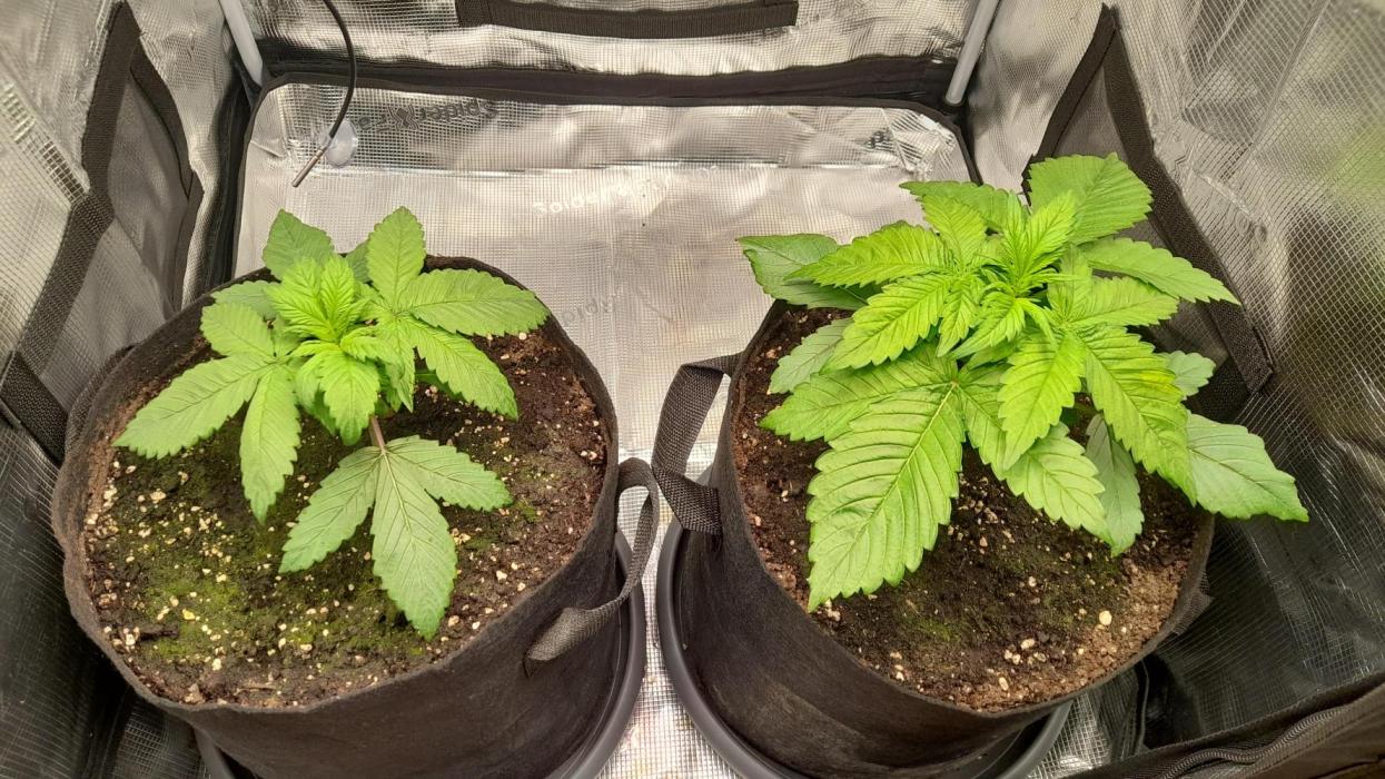 Lemon Cherry Cookies - FB420 - 2026. Week 2