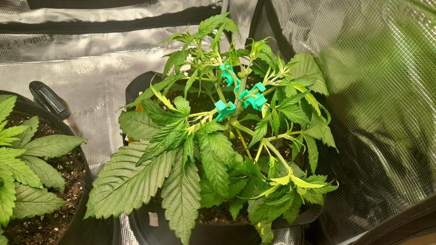 Lemon Cherry Cookies - FB420 - 2026. Week 3