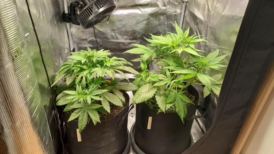 Lemon Cherry Cookies - FB420 - 2026. Week 4 - Left: Lemon Cherry 
Right: Papaya
