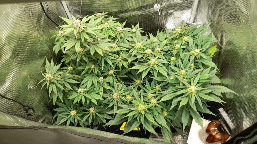 Lemon Cherry Cookies - FB420 - 2026. Week 6