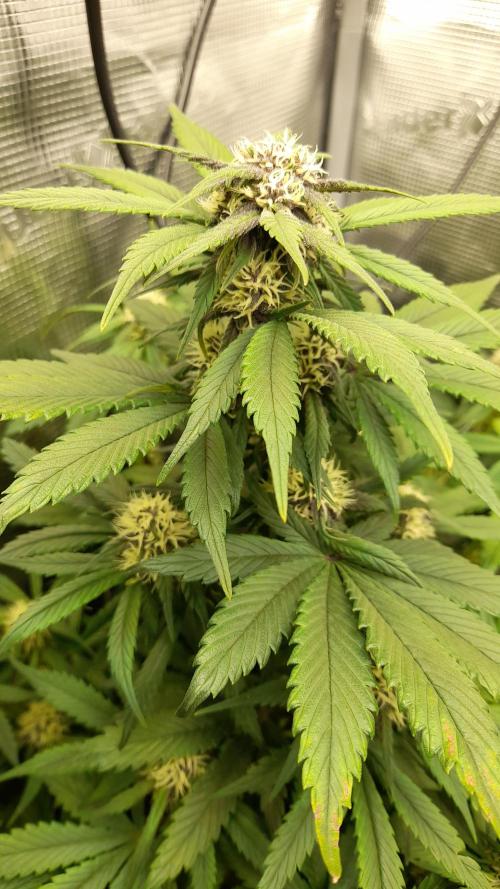 Lemon Cherry Cookies - FB420 - 2026. Week 6 - Lemon Cherry Cookies Auto