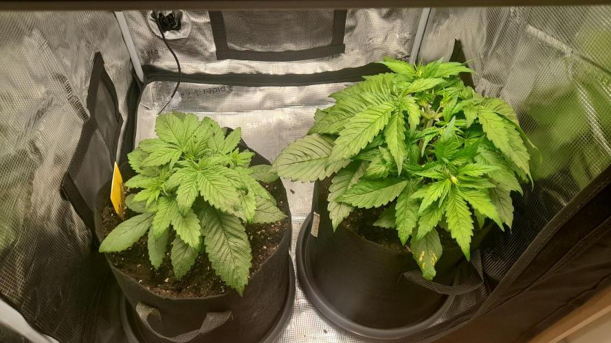 Lemon Cherry Cookies - FB420 - 2026. Week 3