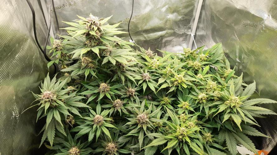 Lemon Cherry Cookies - FB420 - 2026. Week 7
