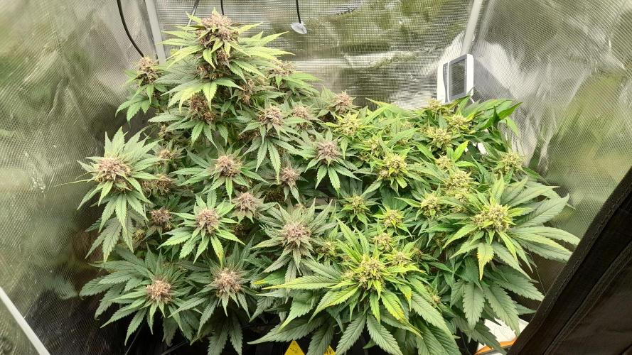 Lemon Cherry Cookies/Papaya Cookies. Week 8