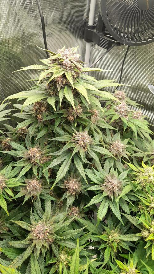 Lemon Cherry Cookies/Papaya Cookies. Week 8 - Lemon Cherry Cookies