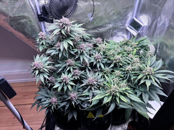 Lemon Cherry Cookies/Papaya Cookies. Week 9
