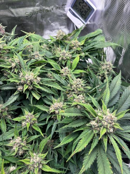 Lemon Cherry Cookies/Papaya Cookies. Week 9 - Papaya Cookies