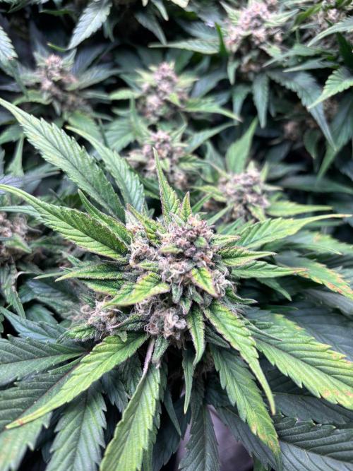 Lemon Cherry Cookies/Papaya Cookies. Week 9 - Papaya Cookies: Bud with pink outlines on the leaves