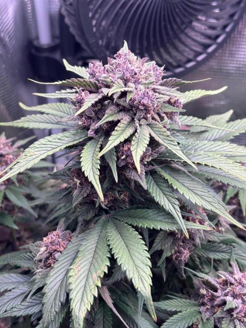 Lemon Cherry Cookies/Papaya Cookies. Week 9 - Top Cola - Lemon Cherry Cookies 