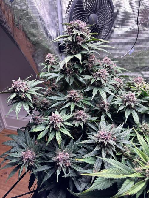Lemon Cherry Cookies/Papaya Cookies. Week 9 - What a colourful Lady