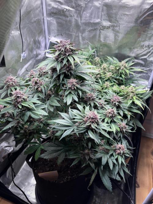 Lemon Cherry Cookies/Papaya Cookies. Week 9