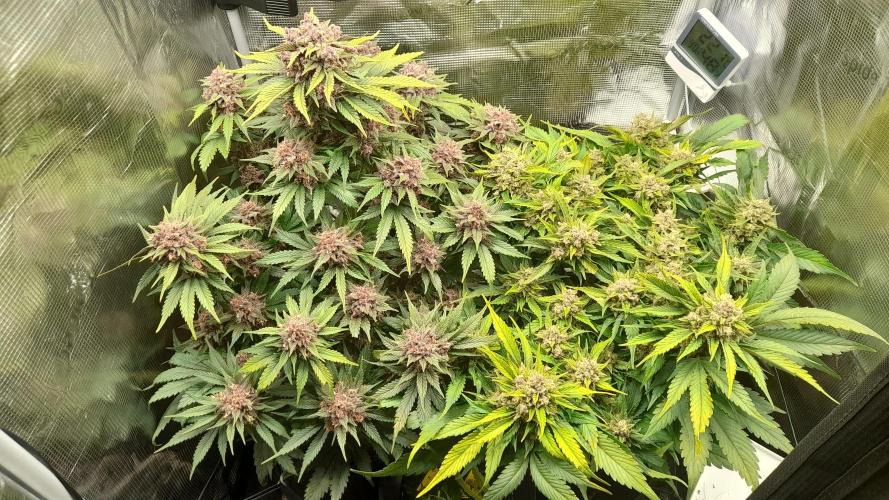 Lemon Cherry Cookies/Papaya Cookies. Week 10