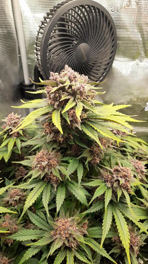Lemon Cherry Cookies/Papaya Cookies. Week 10