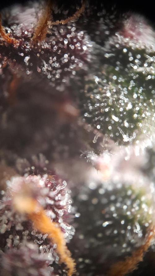 Lemon Cherry Cookies/Papaya Cookies. Week 10 - Trichomes of Lemon Cherry Cokies. The most mature trichomes i found.
