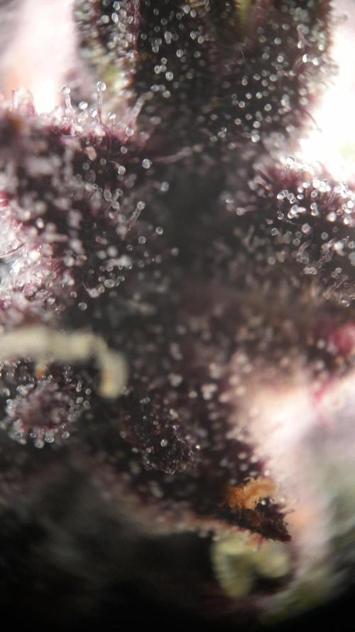Lemon Cherry Cookies/Papaya Cookies. Week 10 - L.C.C.