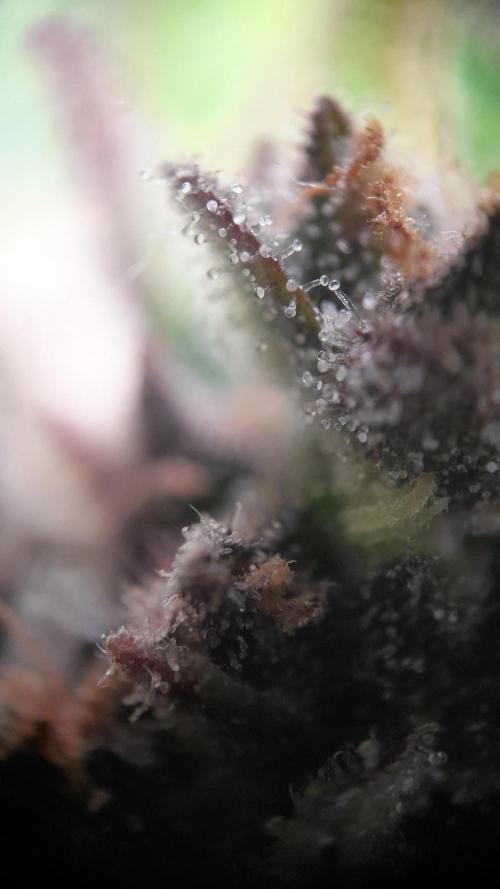 Lemon Cherry Cookies/Papaya Cookies. Week 10 - Papaya Trichomes