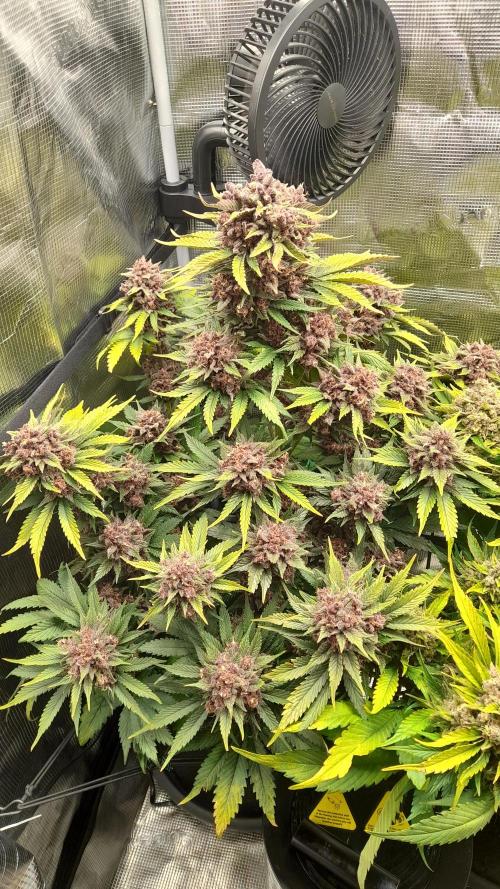 Lemon Cherry Cookies/Papaya Cookies. Week 11