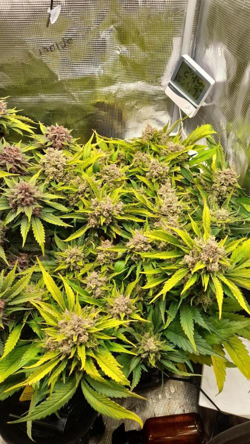 Lemon Cherry Cookies/Papaya Cookies. Week 11