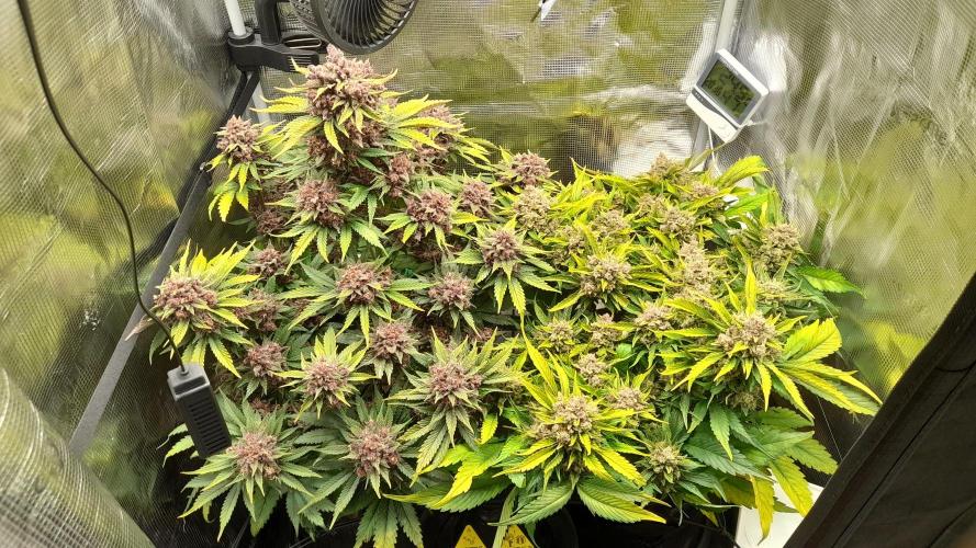 Lemon Cherry Cookies/Papaya Cookies. Week 11