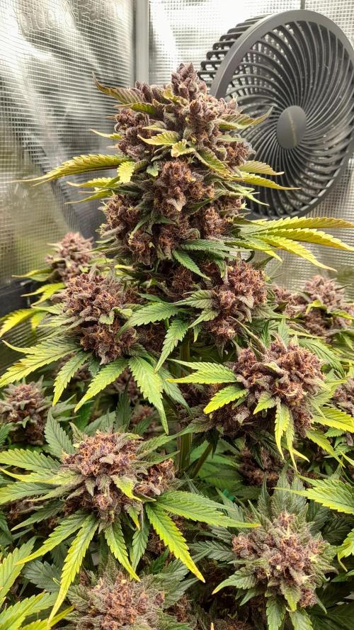 Lemon Cherry Cookies/Papaya Cookies. Week 11