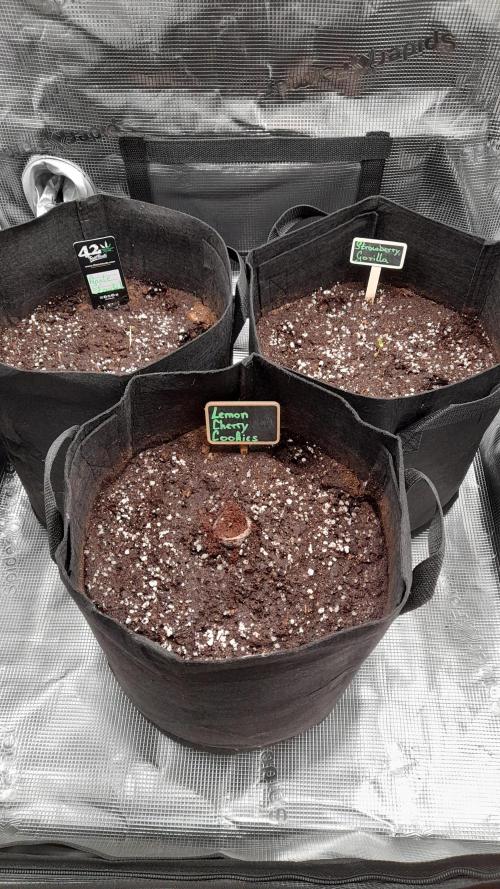 Applestrudel/Strawberry Gorilla - Auto. Week 0